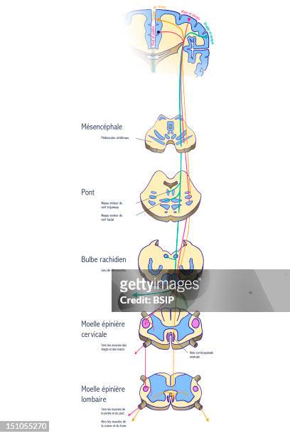 Pyramidal Tract Major Pathway. The Pyramidal Tract Is A Ensemble Of Motor Neurons Regulating The Precise Voluntary Movements. Those Motor Neurons...