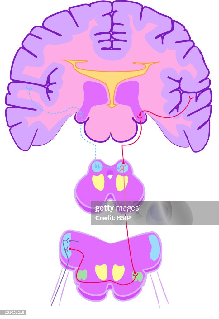 Pyramidal System Project Model Brain Pyramidal Tract Major Pathway The Corticospinal Tract. The Pyramidal ...