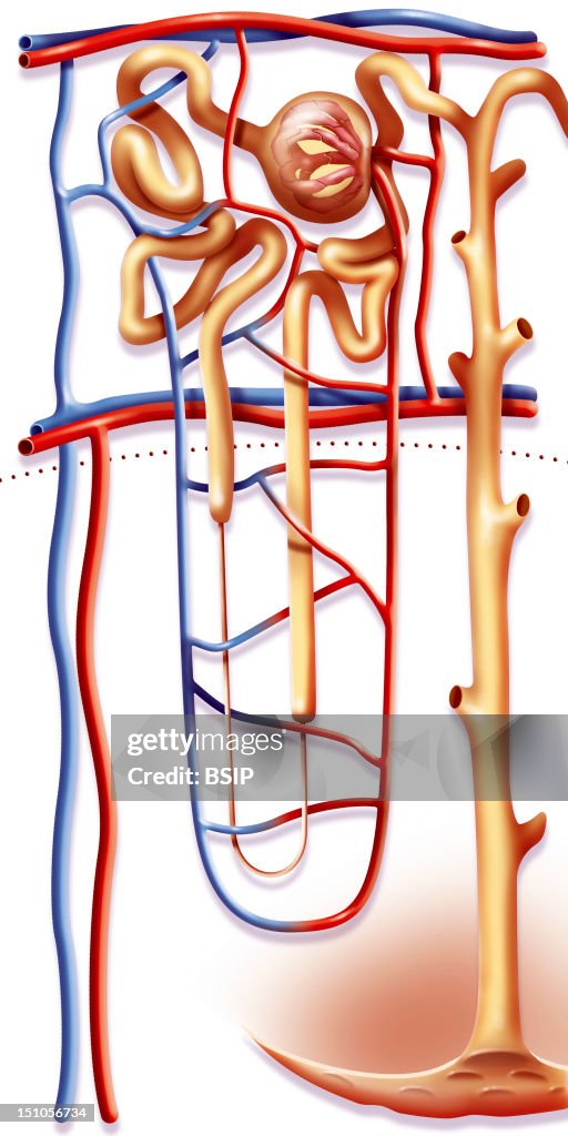 Kidney, Nephron, Drawing