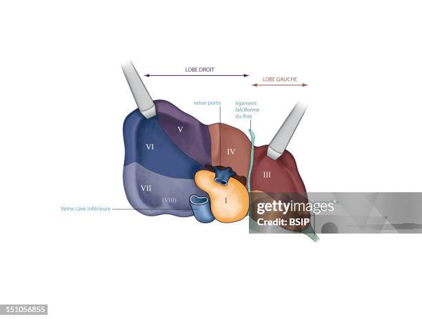 Liver, Drawing