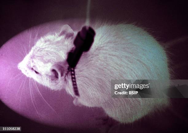 Research Mouse Laboratory Mouse Photos and Premium High Res Pictures - Getty Images