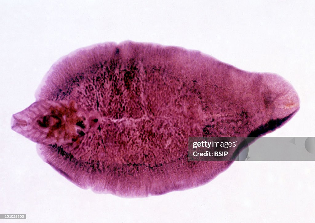 Trematoda