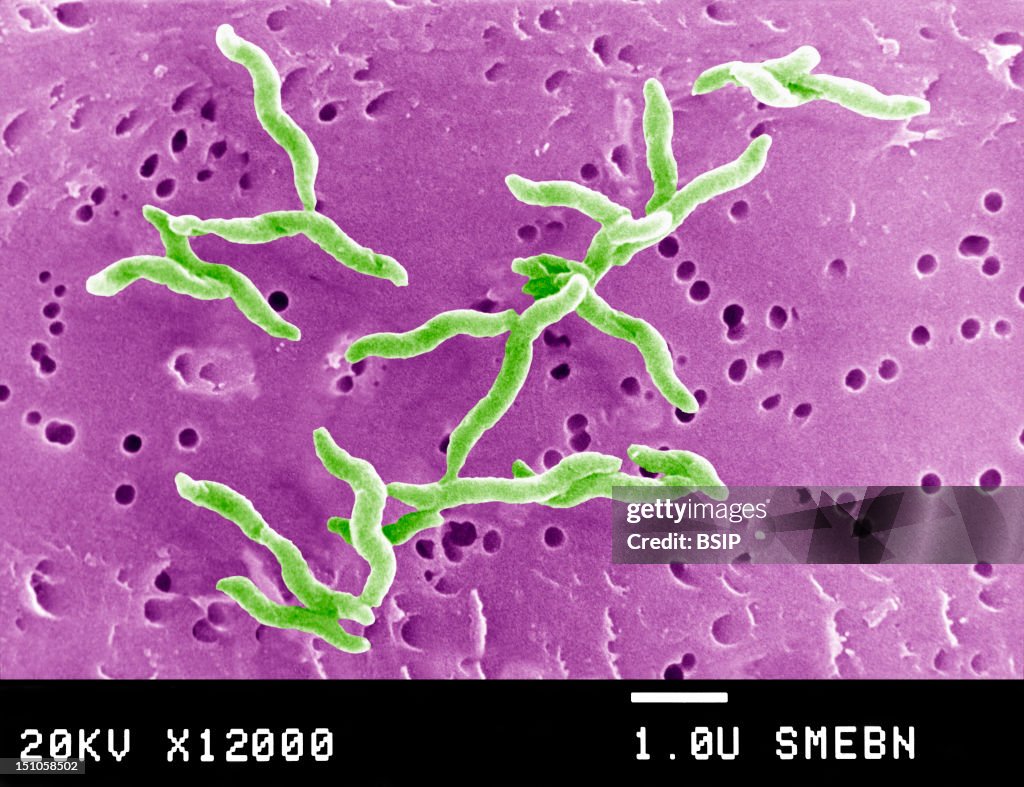 Campylobacter Jejuni