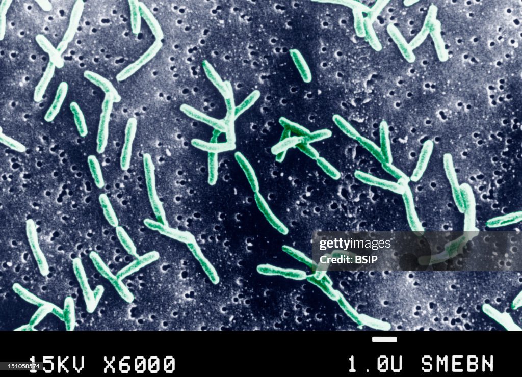 Campylobacter Jejuni