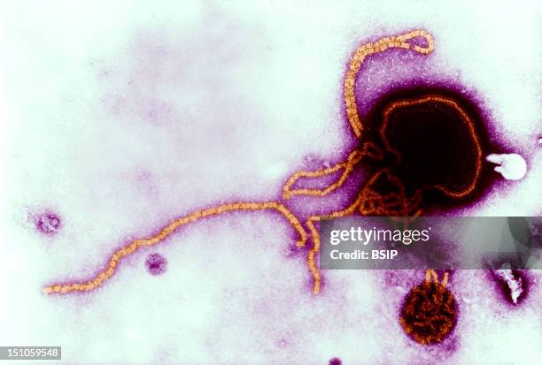 Transmission Electron Micrograph Of Parainfluenza Virus.