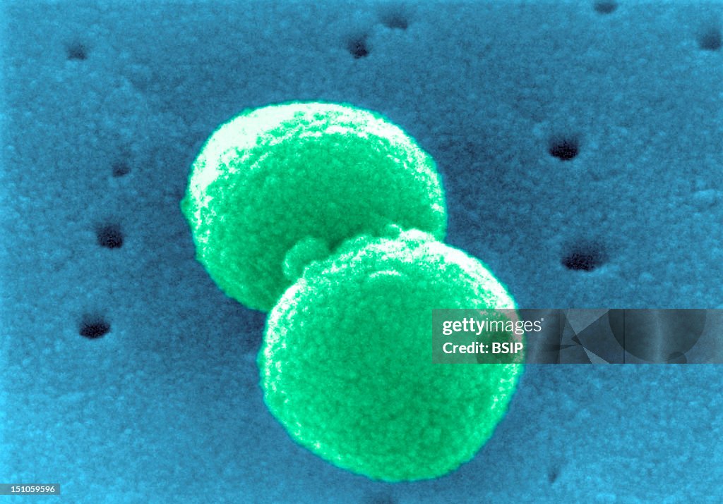 Pneumococcus