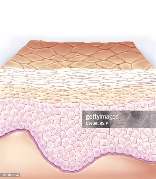 Representation Of A Skin Section At The Level Of The Epidermis. We Can See Various Layers Of The Epidermis : The Horny Layer The Stratum Lucidum The...
