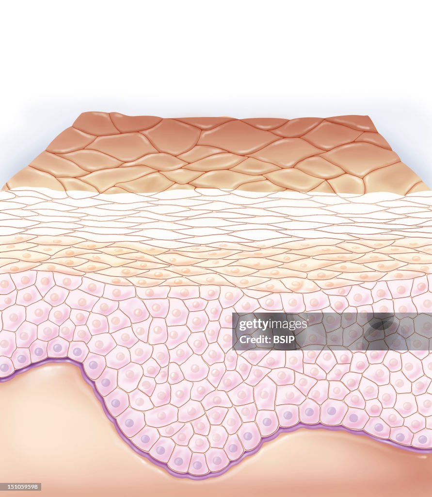 Skin, Illustration