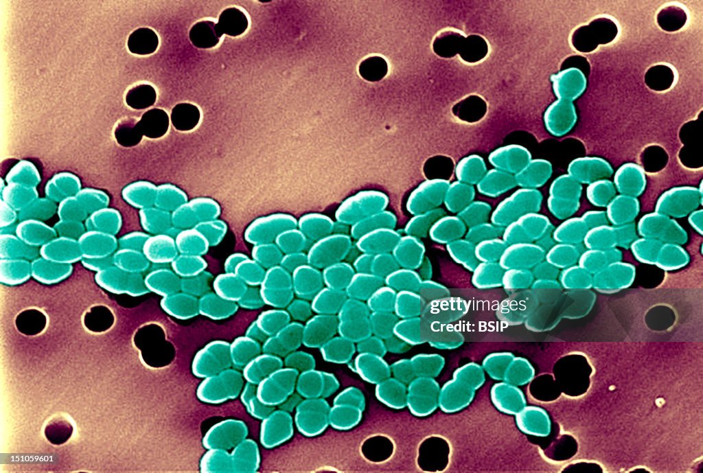 Enterococcus, Sem