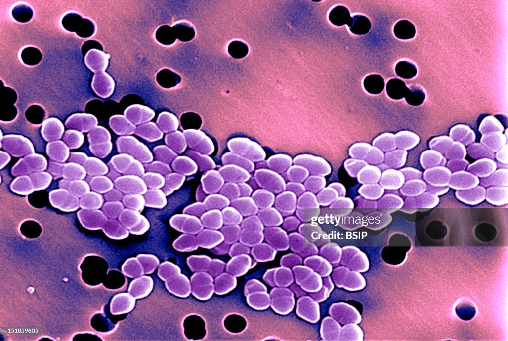 Enterococcus, Sem