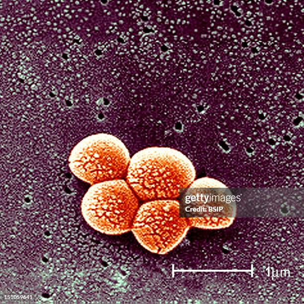 Methicillin Resistant Staphylococcus Aureus Mrsa Bacteria. This Scanning Electron Micrograph Depicts A Grouping Of Methicillin Resistant...