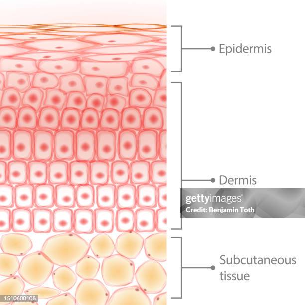stockillustraties, clipart, cartoons en iconen met layers of skin tissue, skin cells and fat tissue cells, dermis and adipocytes - lederhuid