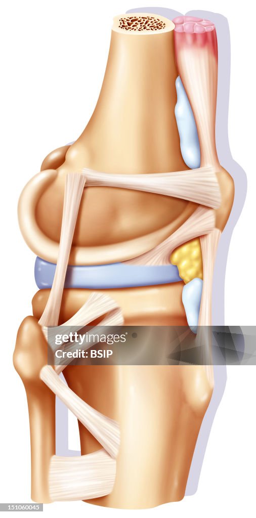 Knee Ligament, Drawing