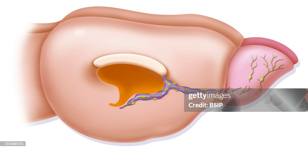 Neuron Rodent
