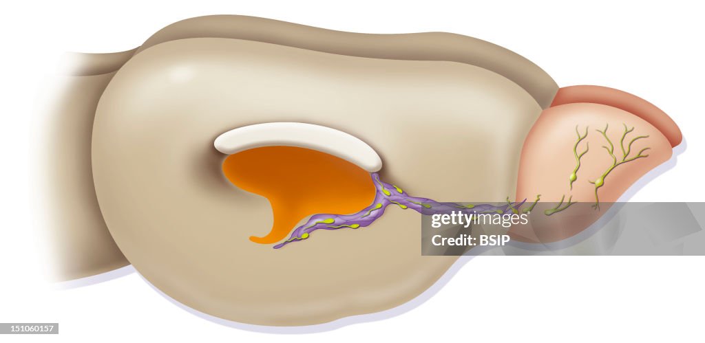 Neuron Rodent
