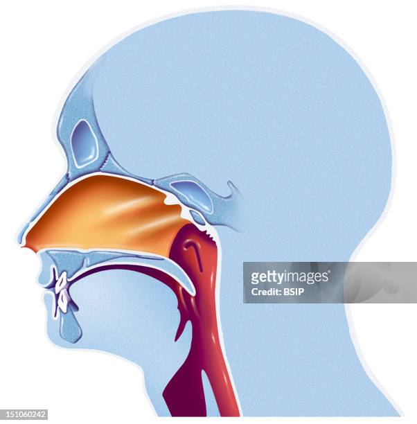 Representation Of The Airways Ent In A Man Rhino Pharynx; In Orange The Nasal Cavity, And At The Back In Red, The Pharynx Delimited At The Front By...