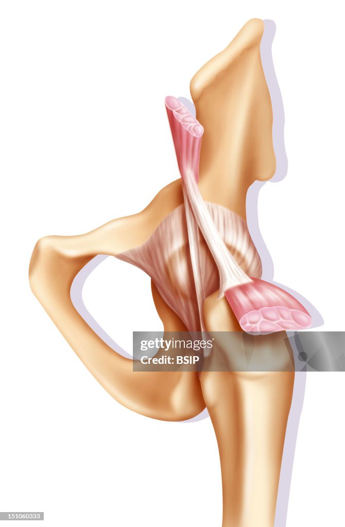 Hip, Illustration
