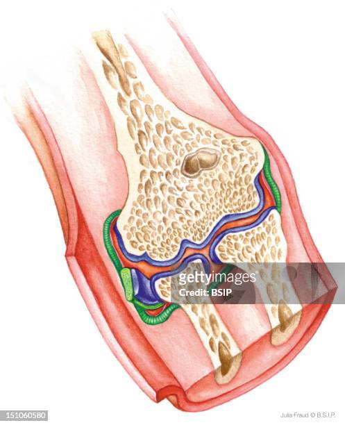 Articulation Of The Elbow Frontal Cut Away View. Bone In Beige Humeral Head Wih Its Two Heads The Capitulum And The Trochlea, Radial Head And Cubital...