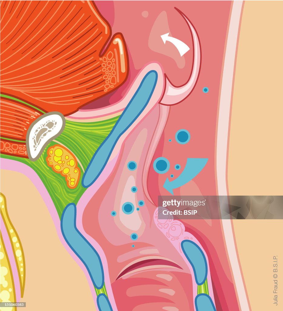Pharynx, Drawing