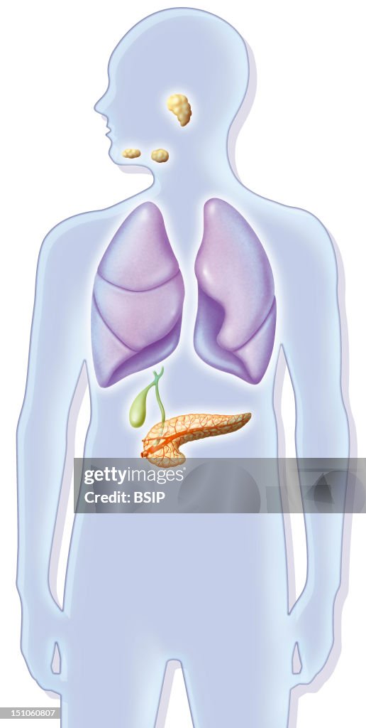 Digestive Gland, Illustration
