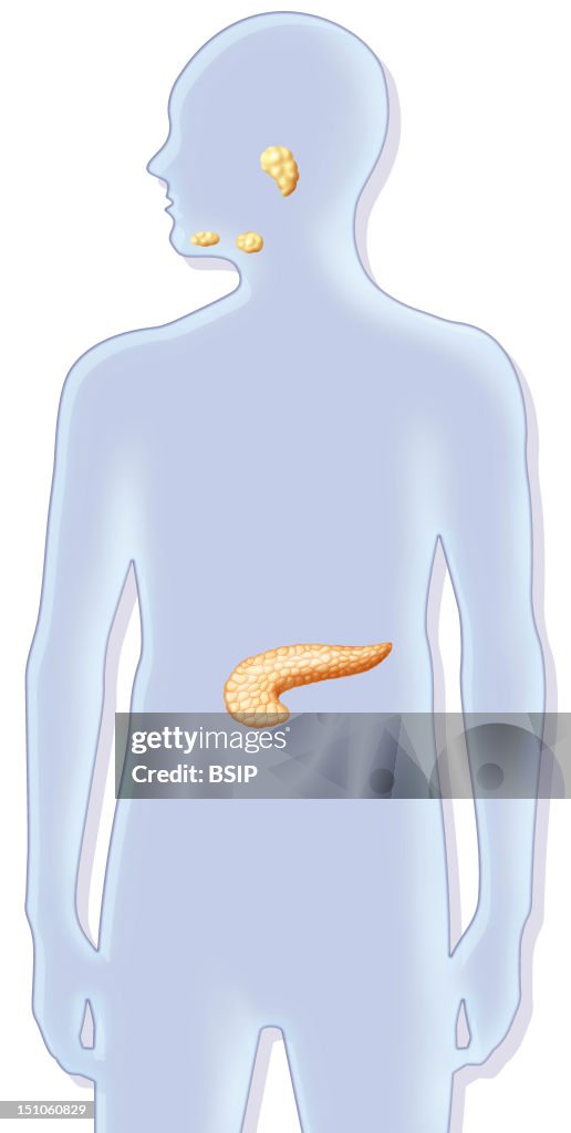 Digestive Gland, Illustration