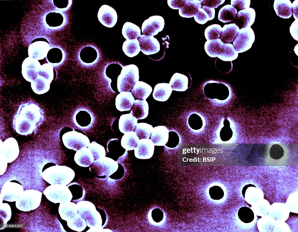 Enterococci Colorized Sem. Enterococci Genus Enterococcus Are Gram ...
