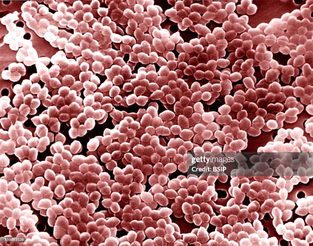 Enterococcus, Sem