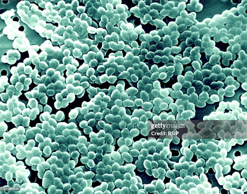 Enterococcus, Sem