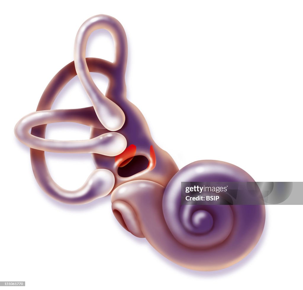 Internal Ear, Drawing