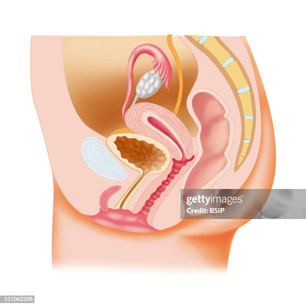 Anatomy Of The Female Genital Apparatus.