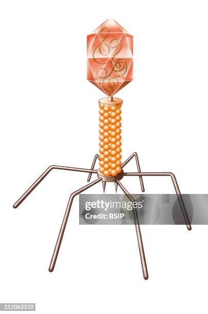Bacteriophage. A Bacteriophage Is Constituted Of A Proteic Envelope Called Capsid, Containing Its Nucleic Acid Dna Or Rna, And A Tail. The Tail...