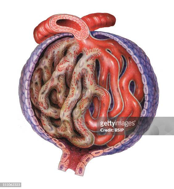 Renal Glomerulus. At The Extremity Of Each Nephron There Is The Renal Glomerulus, Filtration Unit Of The Kidney. It Is Constituted Of The Bowman...