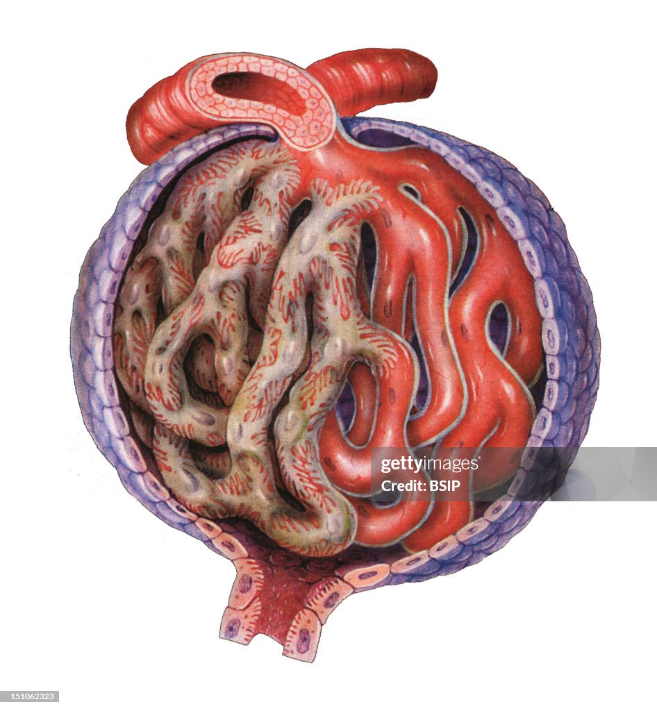 Kidney Glomerulus, Drawing