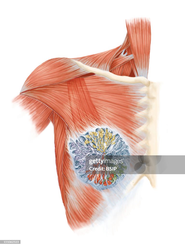 Breast,Illustration
