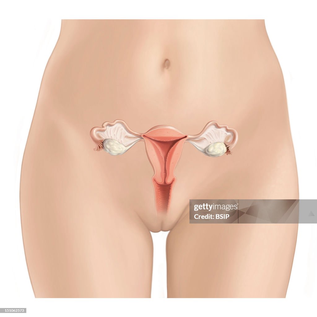 Female Genitalia, Drawing