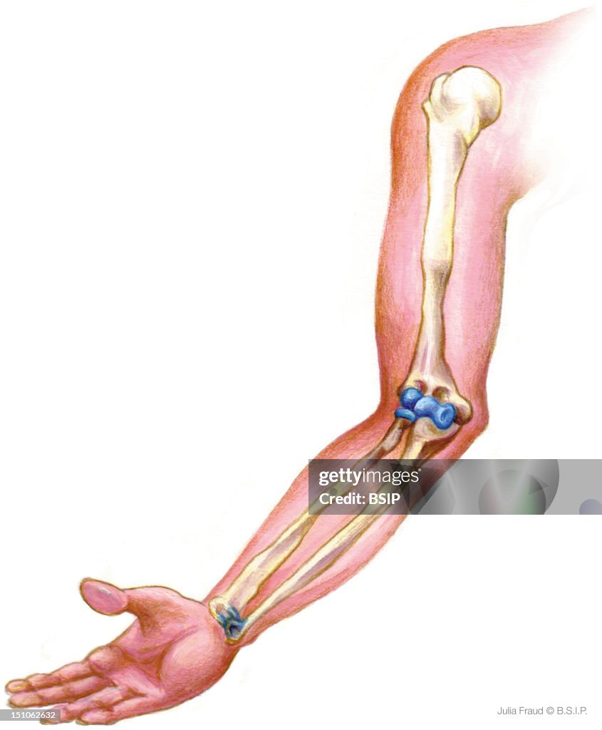 Supination Of The Elbow Supination Is The Movement