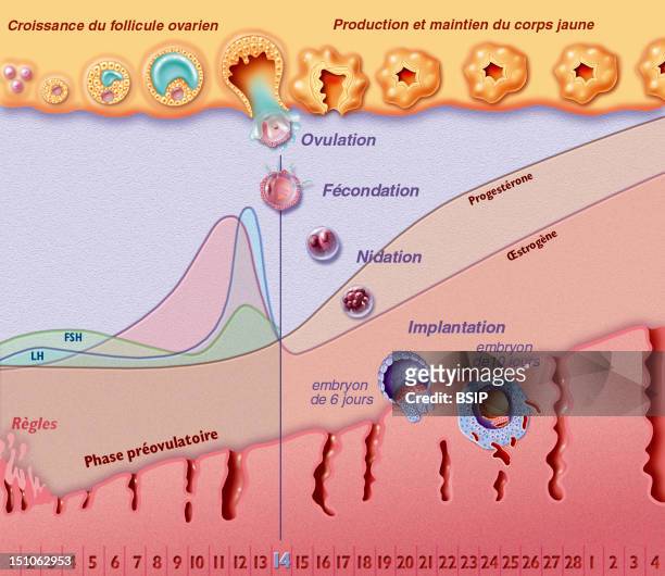 The Menstrual Cycle With Fertilization. From The Top To The Bottom Ovarian Cycle, Hormonal Cycle And Uterine Cycle. The Menstrual Cycle Is Divided...