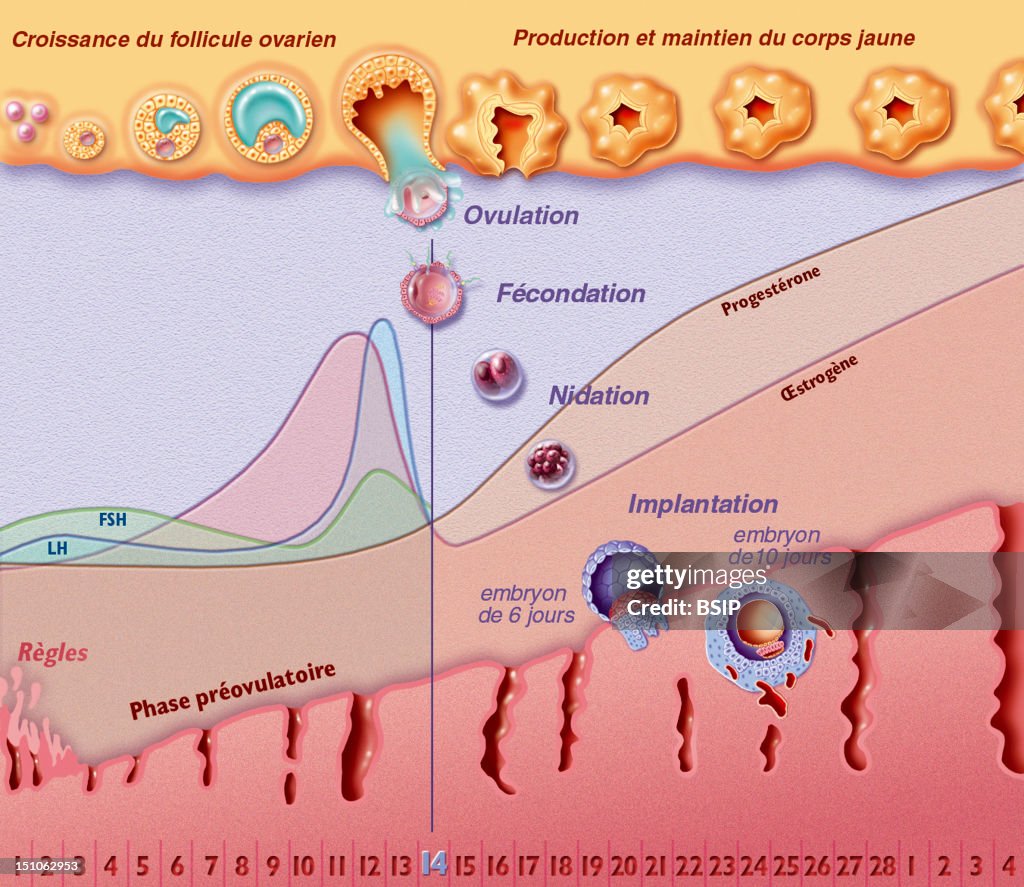 Menstrual Cycle, Drawing