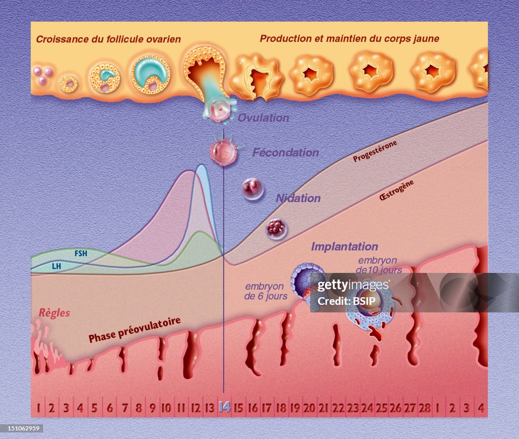 Menstrual Cycle, Drawing