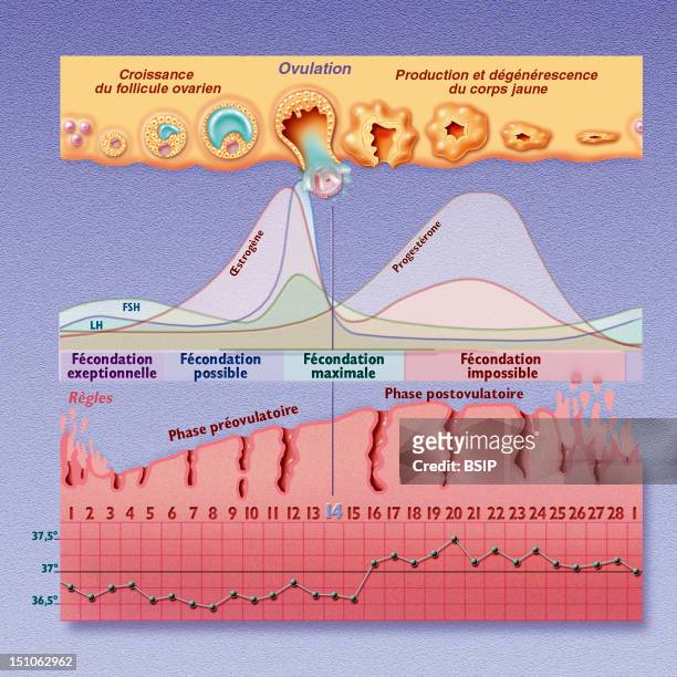 The Menstrual Cycle And Periods Of Fecundity. From The Top To The Bottom Ovarian Cycle, Uterine Cycle And Curve Of Temperature. The Menstrual Cycle...