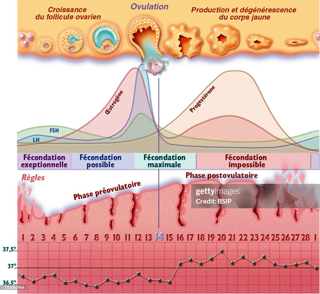 Menstrual Cycle, Drawing