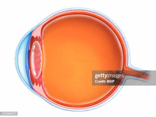 Anatomy Of The Eye. See Image 8814006 For A Blue Background.