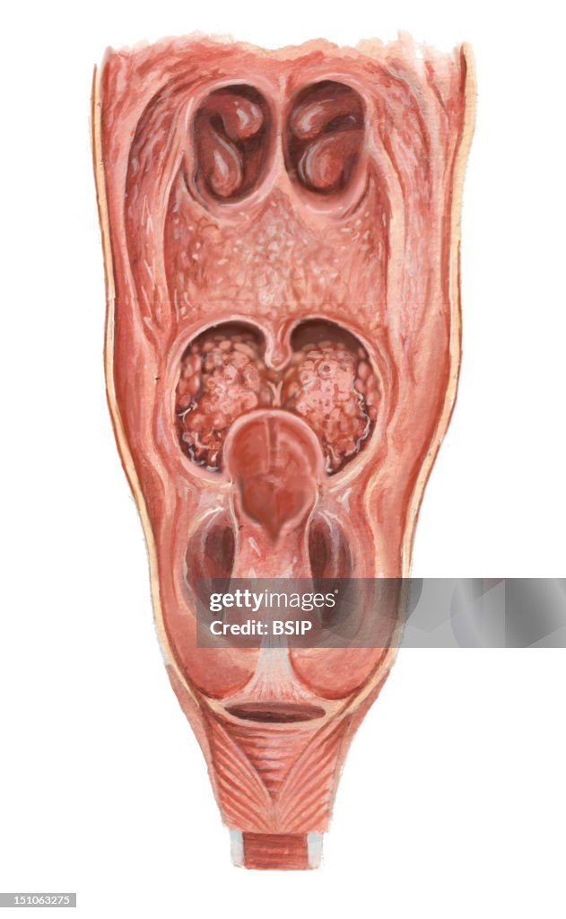 Pharynx, Drawing