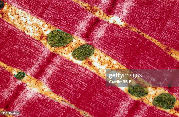 Partially Contracted Striated Muscle Fiber. This Type Of Muscle Fiber Contains Two Types Of Myofilaments. The Pink Bands Which Are Anchored In The...