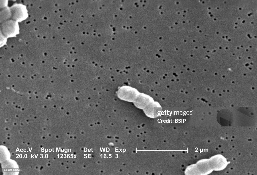 Acinetobacter Baumannii