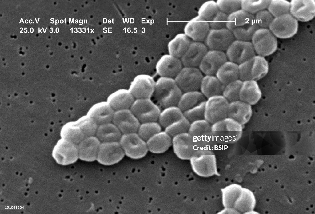 Acinetobacter Baumannii