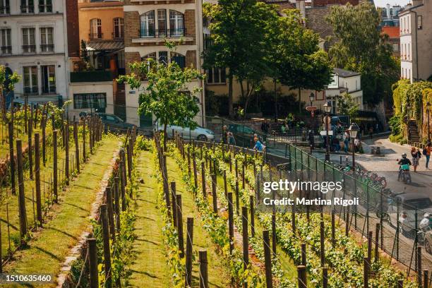 vue de la vigne du clos montmartre, dernier vignoble de paris - montmartre photos et images de collection