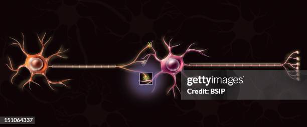 Connection Of Neurons. Simplifyied Representation Of The Connection Between Neurons Enabling The Transmission Of The Nerve Impulse.