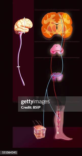 Sensorimotor Loop. Representation Of The Sensorimotor Loop Monitoring Of The Brain To Link The Stimuli Originating From The Sensorial Receptors Par...