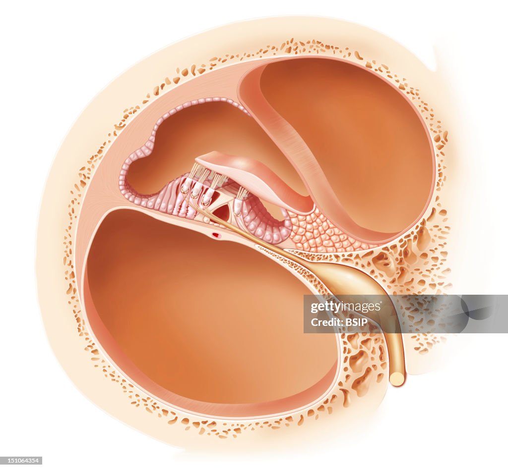Organ Of Corti